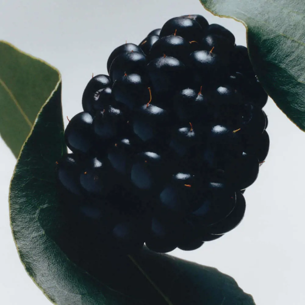 Jo Malone London Blackberry & Bay Body Crème 50ml